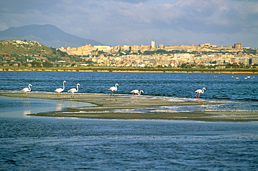 Cagliari, island of Sardinia, Italy, Mediterranean, Europe