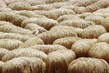 Flock of sheep, Sardinia, Italy, Mediterranean, Europe