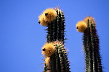 Close-up of 'faces' of cacti (cactus) plants, Sonora desert, Mexico, North America