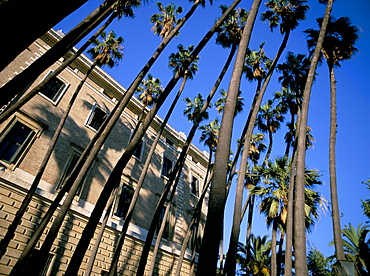 Palm trees, Malaga, Costa del Sol, Andalucia (Andalusia), Spain, Europe