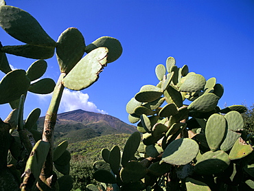 Cacti, Stromboli Island, Eolian Islands (Aeolian Islands), UNESCO World Heritage Site, Italy, Mediterranean, Europe