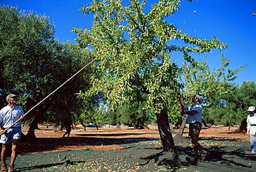 Harvesting olives in grove, Puglia, Italy, Europe