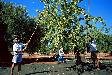 Harvesting olives in grove, Puglia, Italy, Europe