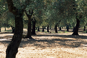 Olive grove, Puglia, Italy, Europe