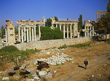 Temple of Venus, Baalbek, UNESCO World Heritage Site, Lebanon, Middle East