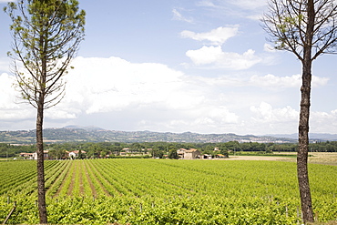 Vineyards in the countryside of Umbria, Italy, Europe