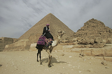 A Bedouin with his camel, by the Giza pyramids, UNESCO World Heritage Site, Egypt, North Africa, Africa