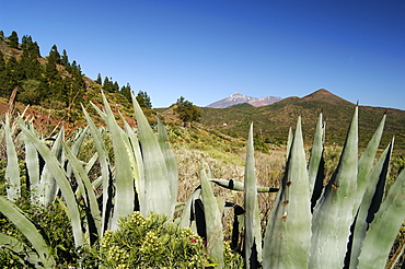 Tenerife, Canary Islands, Spain