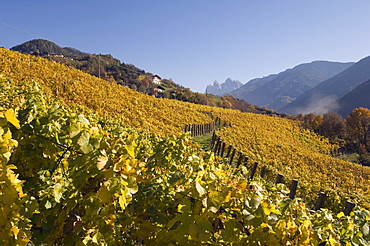 Vineyards, Val di Funes, Dolomites, Bolzano province, Trentino-Alto Adige, Italy, Europe