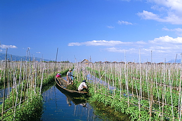 Tomato floating fields, Inle Lake, Shan State, Myanmar (Burma), Asia