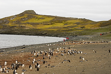 Penguin colony, Aitcho Island, South Shetland Islands, Antarctica, Polar Regions