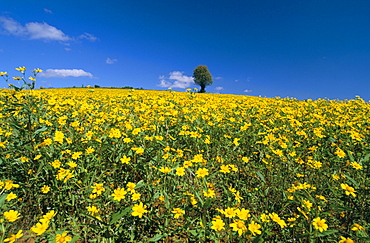 Fields, road to Pindaya, Shan State, Myanmar (Burma), Asia