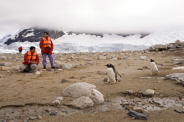 Tourists looking at gentoo penguins, Neko Harbor, Gerlache Strait, Antarctic Peninsula, Antarctica, Polar Regions