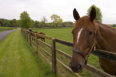 County Kilkenny, Leinster, Republic of Ireland (Eire), Europe