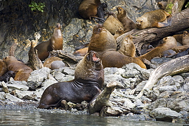 South American sea lion (Otaria flavescens), Garibaldi Fjord, Darwin National Park, Tierra del Fuego, Patagonia, Chile, South America