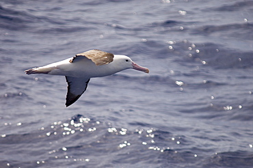 Northern giant petrel (Macronectes halli), Drake Passage, Chile, South America