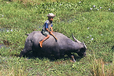 Child with water buffalo, Ayeyarwaddy Division, Myanmar (Burma), Asia