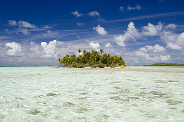 Sharks, Blue Lagoon, Rangiroa, Tuamotu Archipelago, French Polynesia, Pacific Islands, Pacific