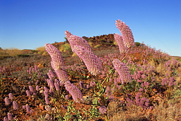 Mulla mulla wildflowers, road to Tom Price, Pilbara, Western Australia, Australia, Pacific