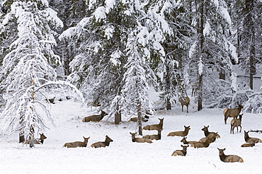 Elk herd, Yellowstone National Park, UNESCO World Heritage Site, Wyoming, United States of America, North America