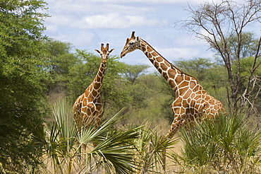 Reticulated giraffe, Meru National Park, Kenya, East Africa, Africa