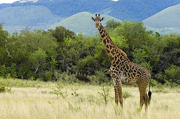 Masai giraffe, Tsavo West National Park, Kenya, East Africa, Africa