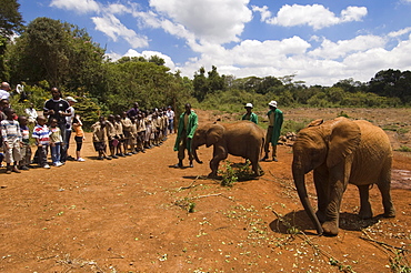 David Sheldrick Wildlife Trust, Elephant Orphanage, Nairobi, Kenya, East Africa, Africa