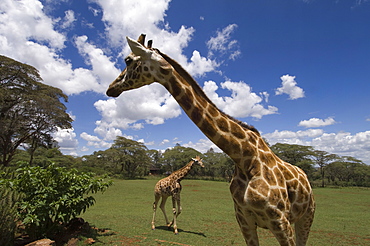 Rothschild giraffe, Giraffe Manor, Nairobi, Kenya, East Africa, Africa