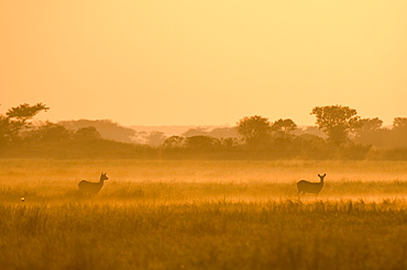 Puku in the mist at sunrise, Busanga Plains, Kafue National Park, Zambia, Africa