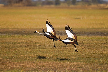 Grey crowned cranes, Busanga Plains, Kafue National Park, Zambia, Africa