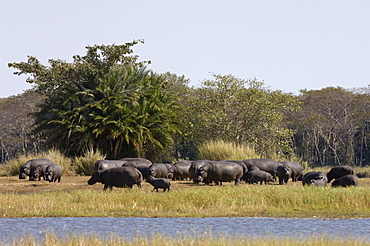 Hippopotamus (Hippopotamus amphibius), Busanga Plains, Kafue National Park, Zambia, Africa