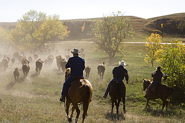 Cowboys pushing herd at Bison Roundup, Custer State Park, Black Hills, South Dakota, United States of America, North America