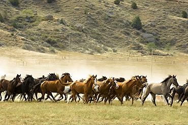 Black Hills Wild Horse Sanctuary, Hot Springs, South Dakota, United States of America, North America