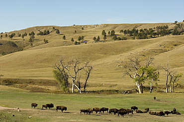 Bison herd, Custer State Park, Black Hills, South Dakota, United States of America, North America