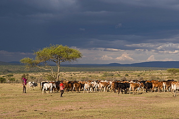 Masai with cattle, Masai Mara, Kenya, East Africa, Africa