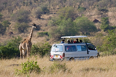 Tourists on safari watching giraffes, Masai Mara National Reserve, Kenya, East Africa, Africa