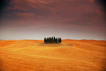 Cypress trees in Tuscan field, Val d'Orcia, Siena province, Tuscany, Italy