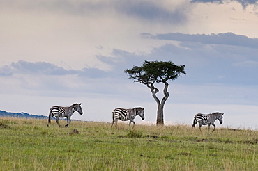 Common zebra (Equus quagga), Masai Mara National Reserve, Kenya, East Africa, Africa