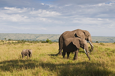 African elephants and young calf (Loxodonta africana), Masai Mara National Reserve, Kenya, East Africa, Africa