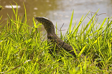 Nile monitor lizard (Varanus nicolitus), Masai Mara National Reserve, Kenya, East Africa, Africa