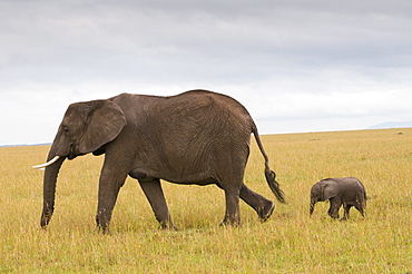 African elephant and baby (Loxodonta africana), Masai Mara National Reserve, Kenya, East Africa, Africa