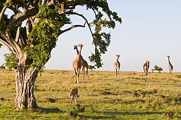 Cheetah (Acinonyx jubatus) and Masai giraffe (Giraffe camelopardalis), Masai Mara National Reserve, Kenya, East Africa, Africa