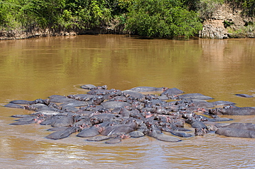 Herd of hippopotamuses (Hippopotamus amphibius) in the water, Masai Mara National Reserve, Kenya, East Africa, Africa