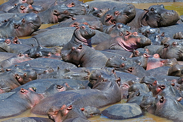 Baby hippo standing in the middle of a herd (Hippopotamus amphibius), Masai Mara National Reserve, Kenya, Africa