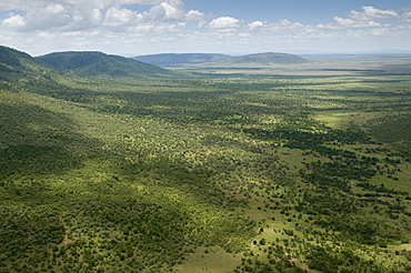 Masai Mara National Reserve, Kenya, East Africa, Africa