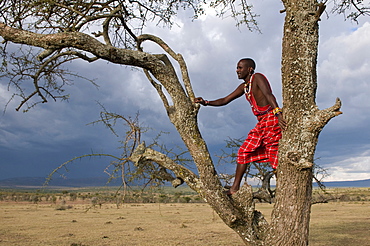 Masai searching for wildlife, Masai Mara, Kenya, East Africa, Africa