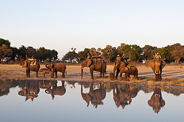 Elephant back safari, Abu Camp, Okavango Delta, Botswana, Africa