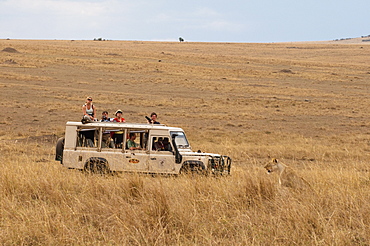 Lion (Panthera leo), Masai Mara, Kenya, East Africa, Africa