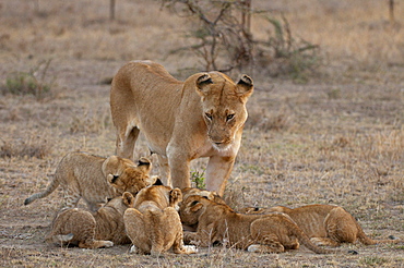 Lion (Panthera leo) female and cubs, Masai Mara, Kenya, East Africa, Africa