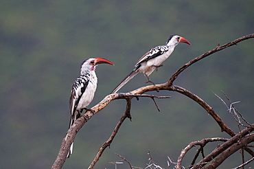 Red-billed hornbills (Tockus enythrorhynchus), Samburu National Park, Kenya, East Africa, Africa